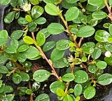 Irga płożąca Streib`s Findling Cotoneaster procumbens 1l